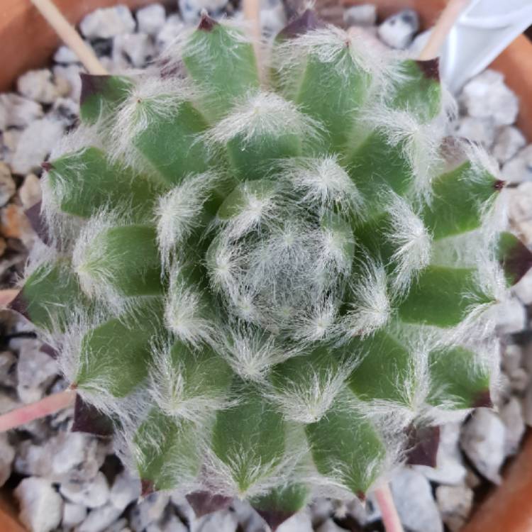 Plant image Sempervivum Ashes of Roses
