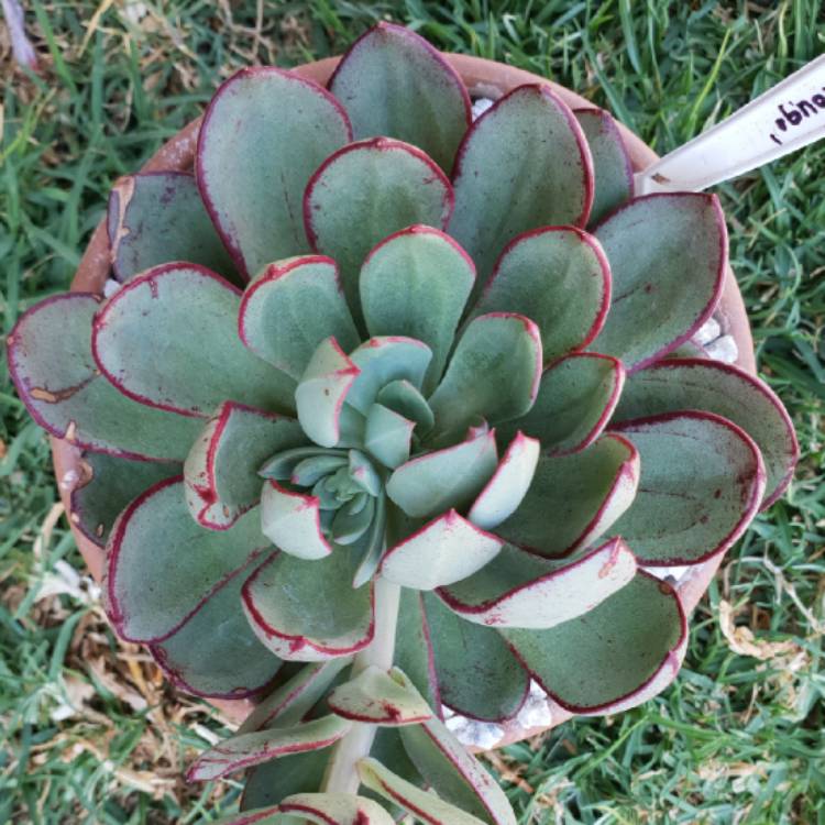 plant image 865635