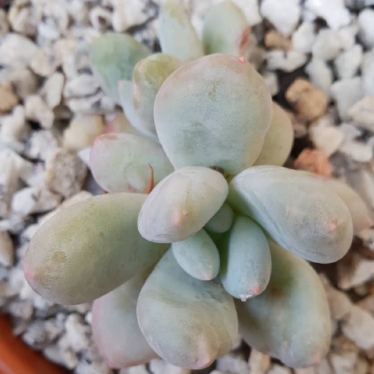 Plant image x Pachyveria Elaine