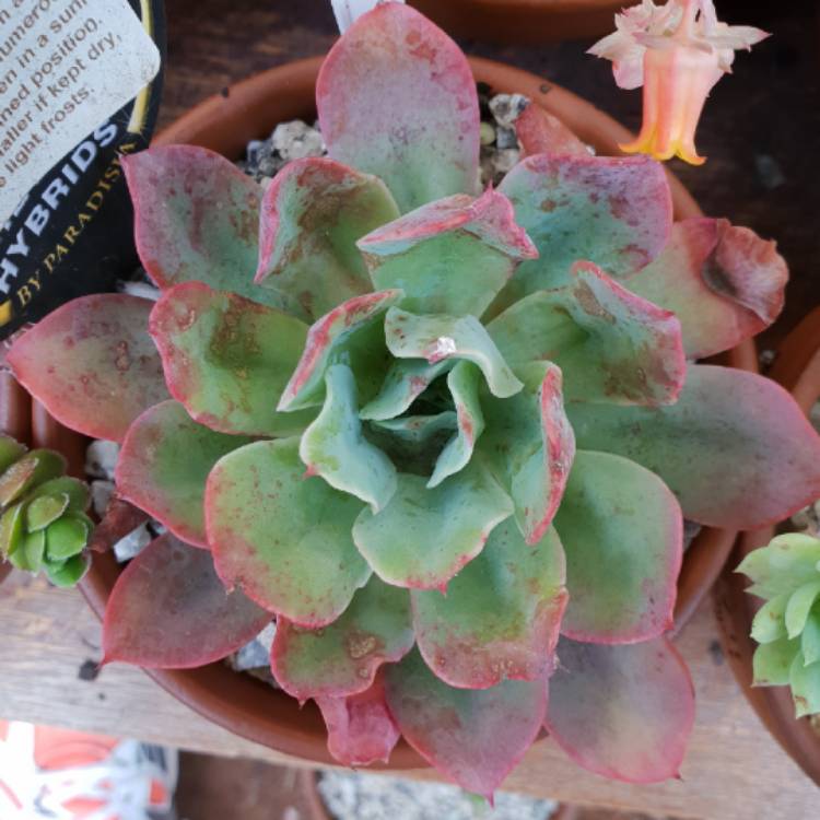 Plant image Echeveria Rainbow Sunset