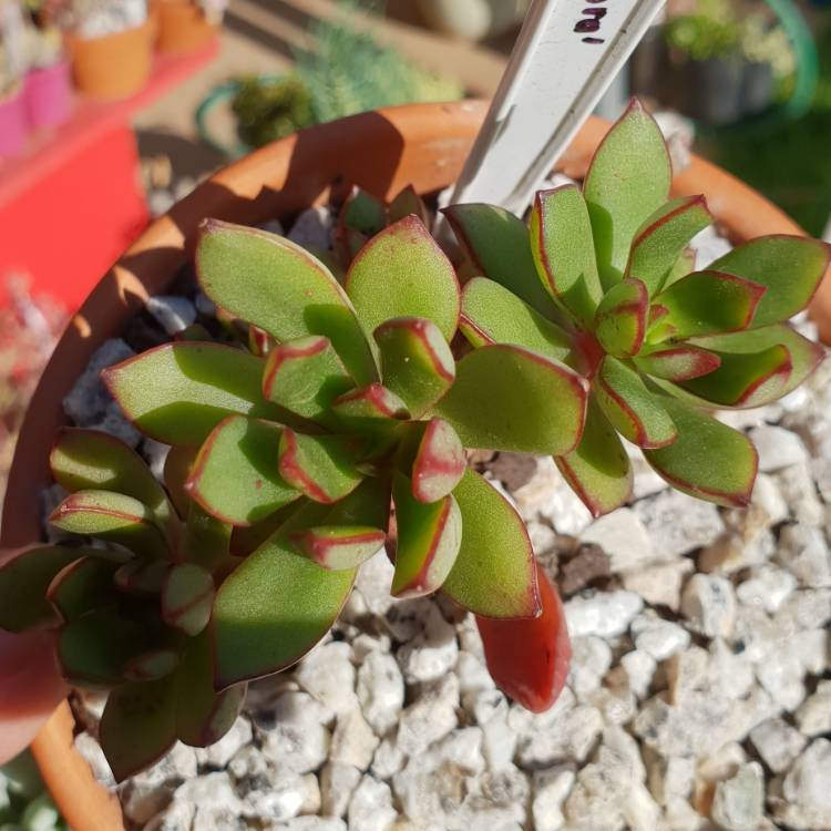 plant image 881445