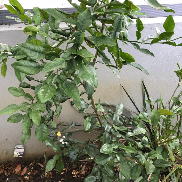 plant image 612689