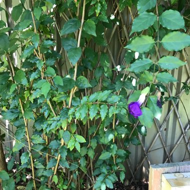 Thunbergia erecta
