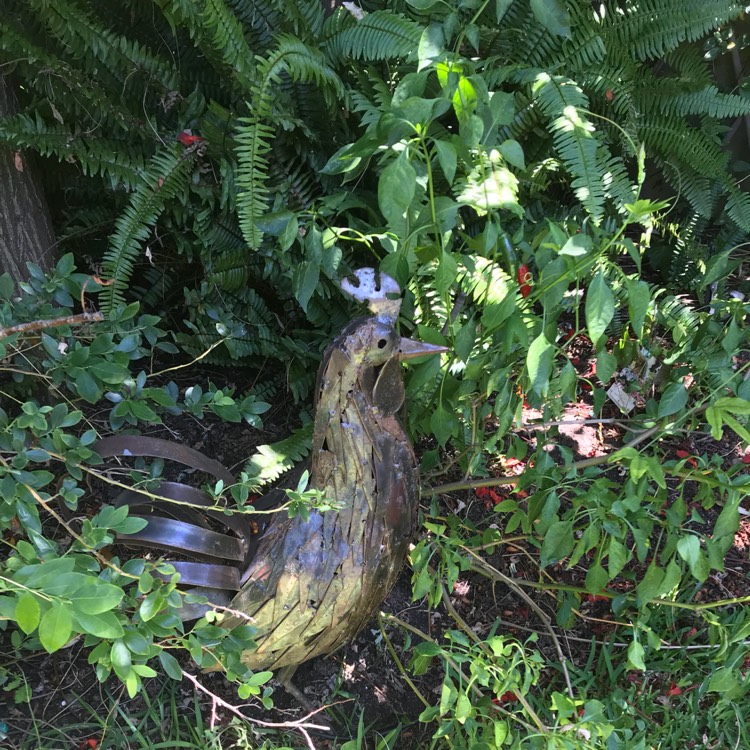 plant image 614704