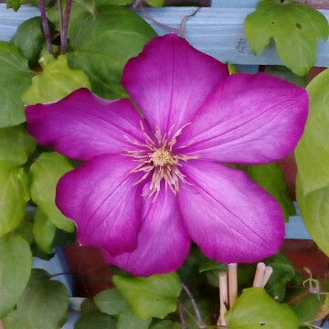 plant image 149029