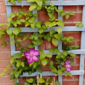 plant image 149030