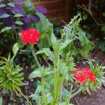 Verbena 'Venturi® Rose'