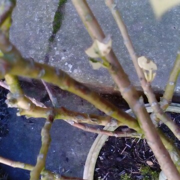Plant image Ilex x altaclerensis 'Golden King'