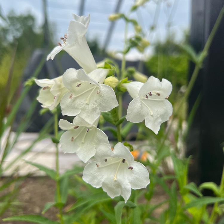 Plant image Penstemon digitalis 'Mystica'