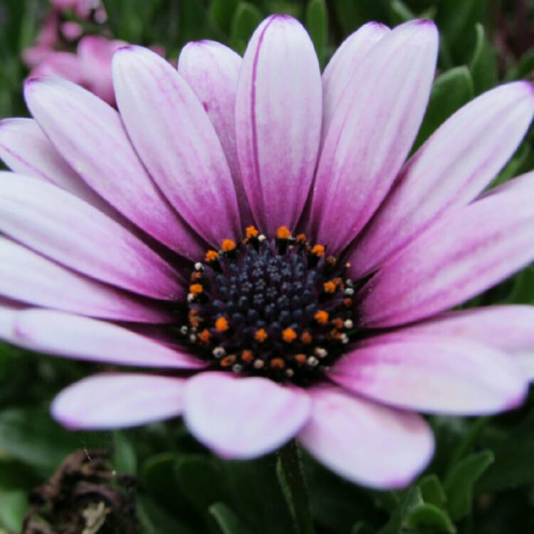 plant image 192936