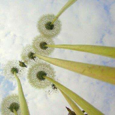 Taraxacum officinale