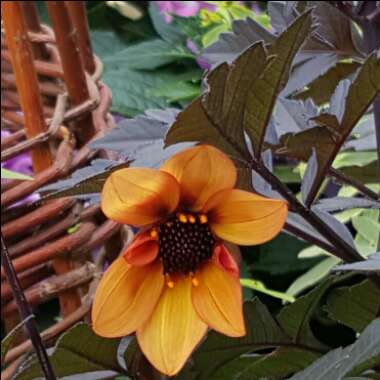 Dahlia 'Hawaiian Dreams' syn. Dahlia 'Mystic Fantasy'