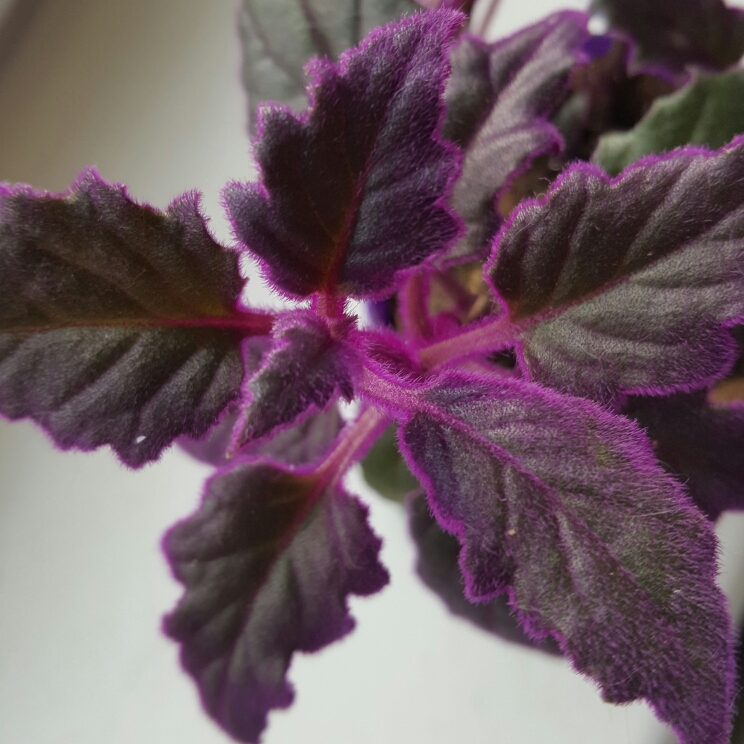 Plant image Gynura Aurantiaca 'Purple Passion'