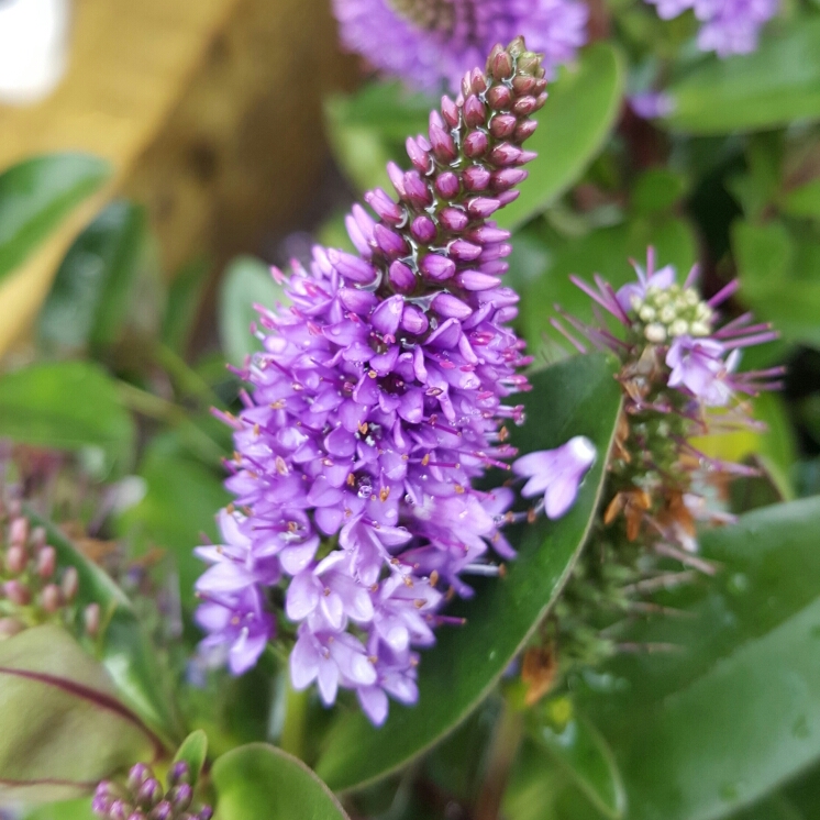 Plant image Hebe