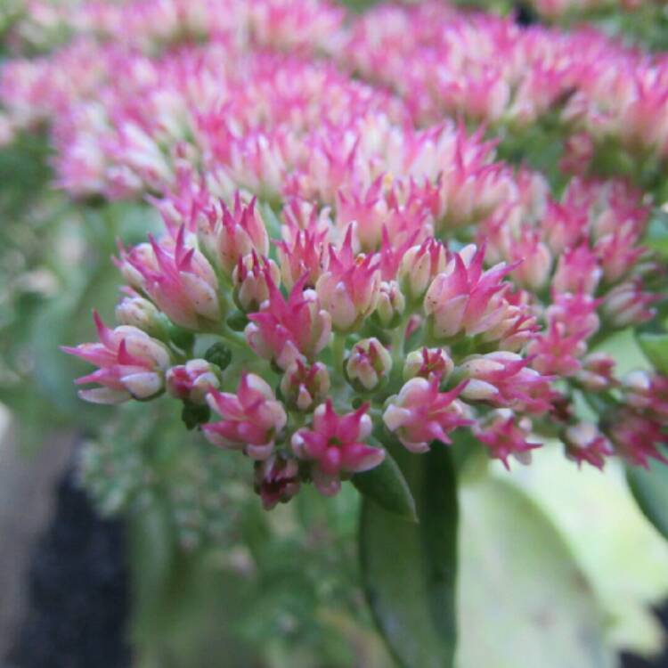 plant image 239684