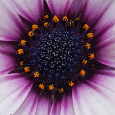 Osteospermum