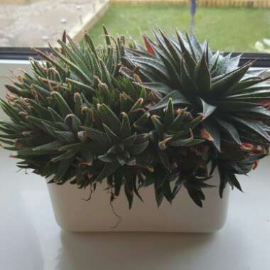 Aristaloe Aristata (formerly Aloe Aristata)