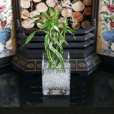 Dracaena Sanderiana