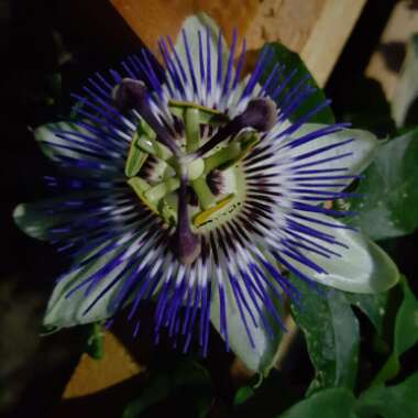 Passiflora