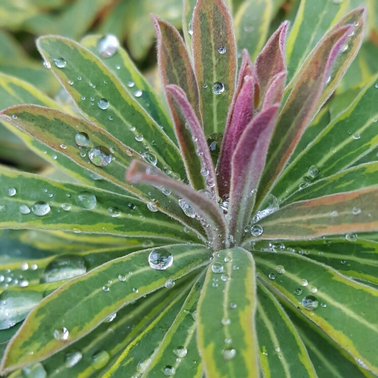 Plant image Euphorbia amygdaloides 'Purpurea' syn. Euphorbia amygdaloides 'Rubra'