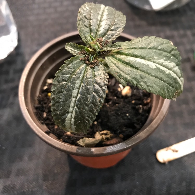 Plant image Pilea Mollis