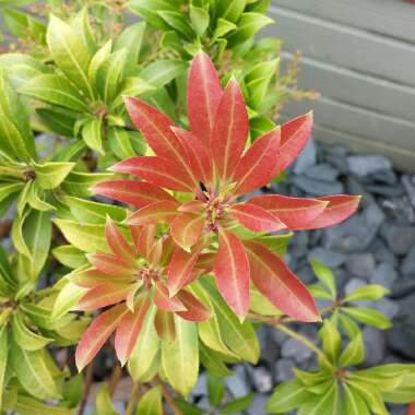 Pieris 'Katsura'