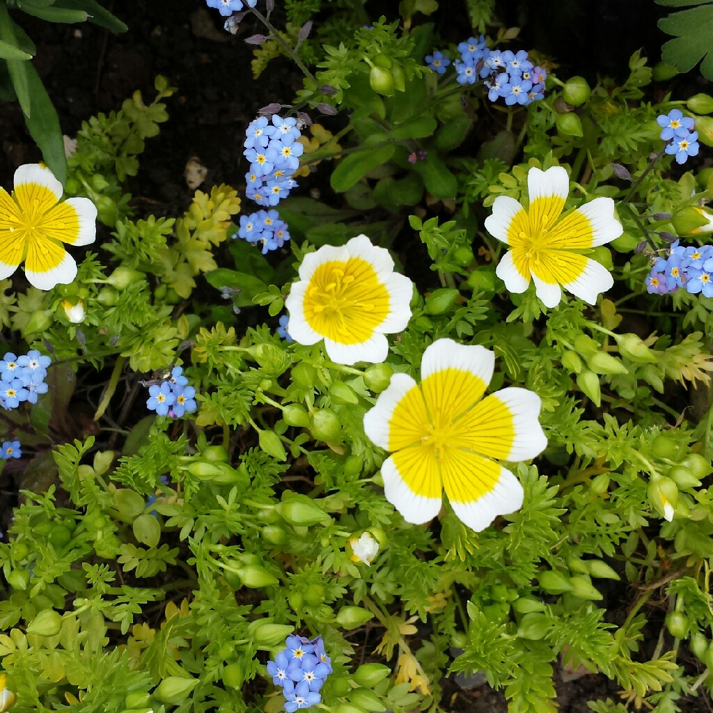 Limnanthes douglasii