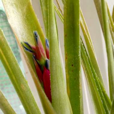 Billbergia nutans