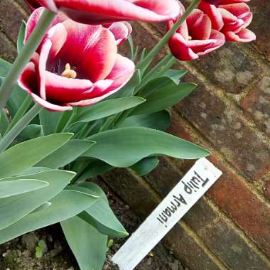 Tulipa 'Armani'