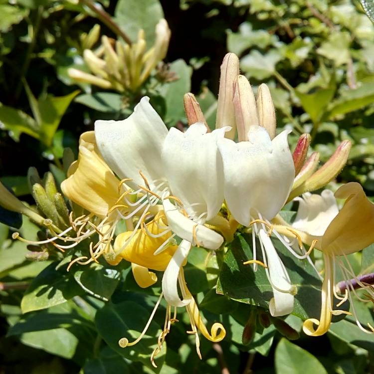 Plant image Lonicera japonica 'Halliana'