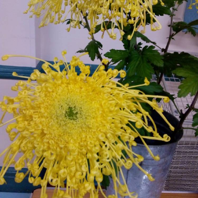 Plant image Chrysanthemum 'Golden Rain'