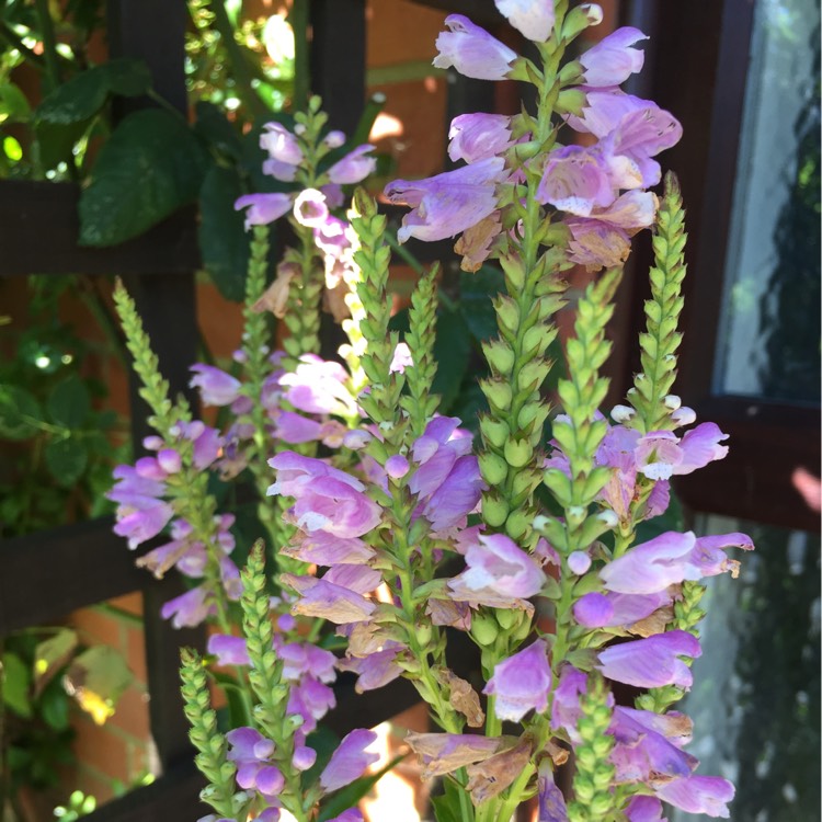 plant image 207993