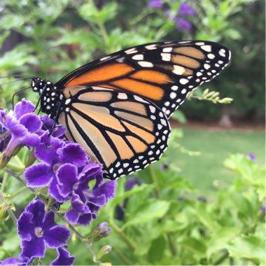 Duranta repens 'Geisha Girl'