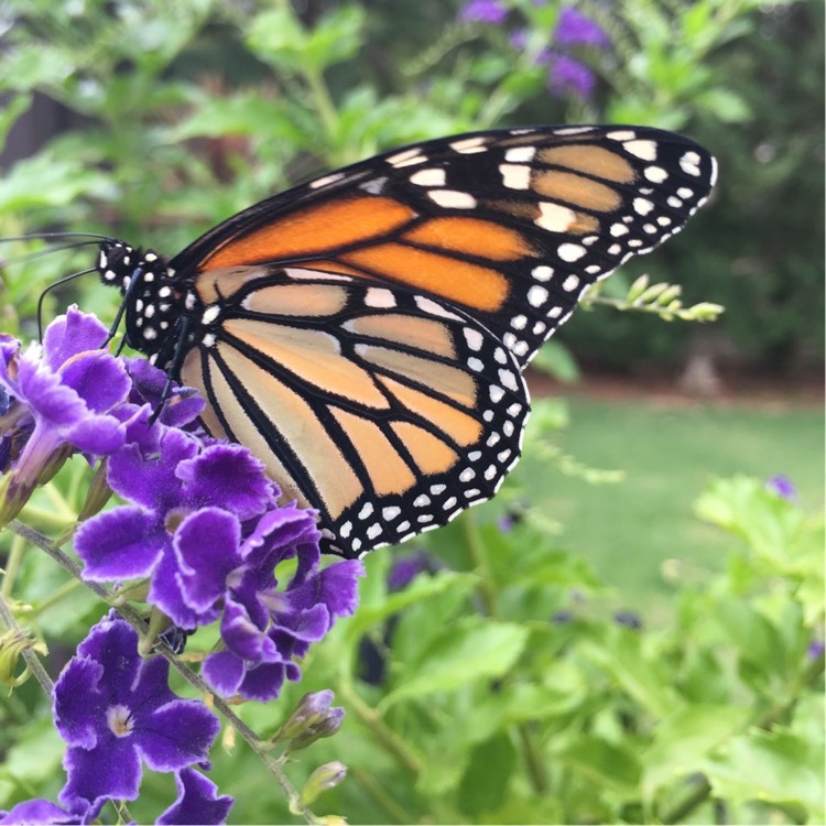 Plant image Duranta repens 'Geisha Girl'