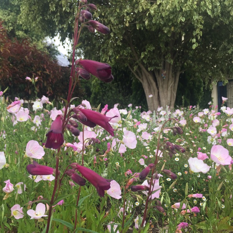 plant image 276597