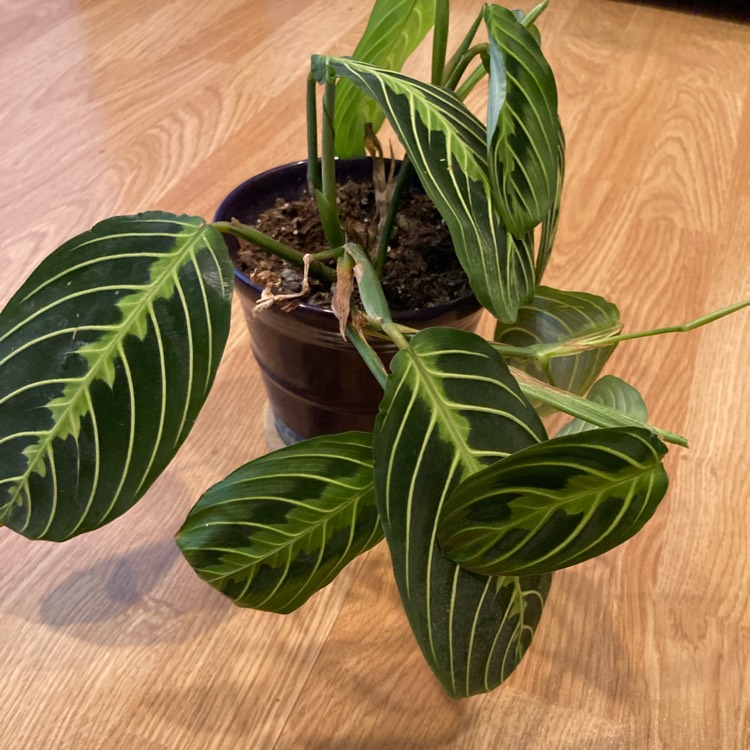 Plant image Maranta Leuconeura ‘Marisela'