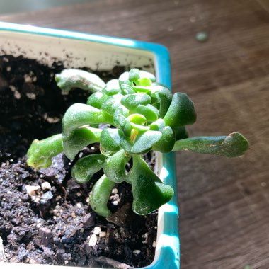 Adromischus 'Key Lime Pie Plant'
