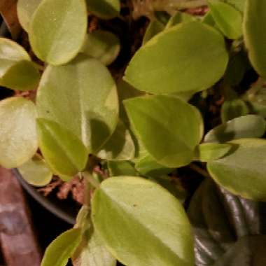 Peperomia Orba Variegata