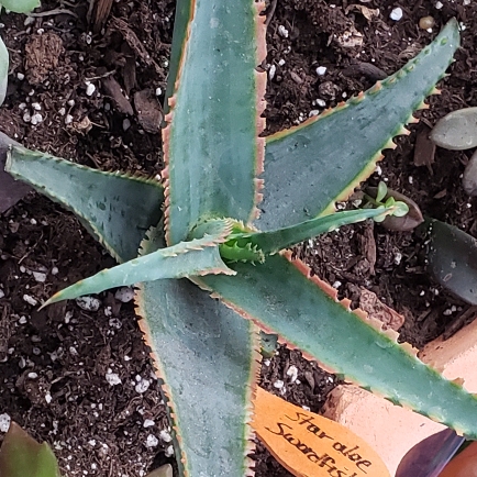 Plant image Aloe 'Swordfish'
