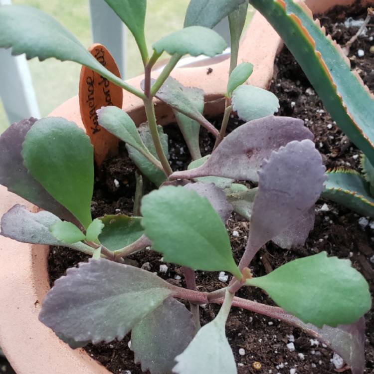 Plant image Kalanchoe Bordeaux