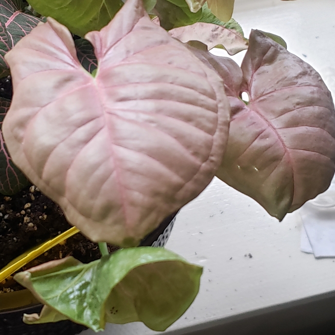 Plant image Syngonium 'Neon'