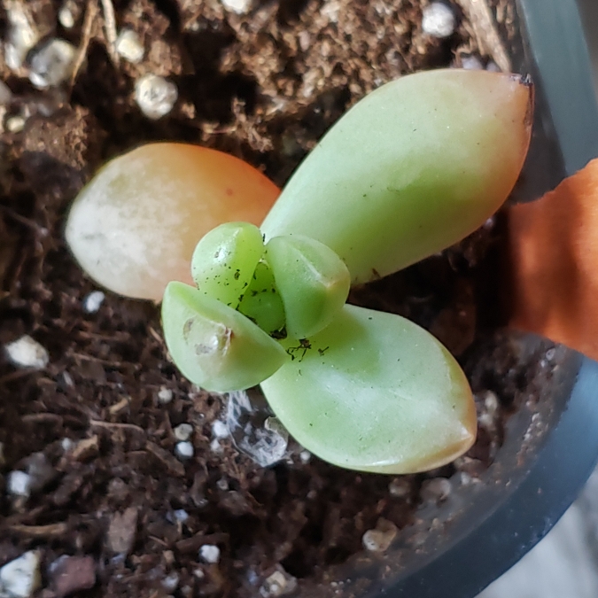 Plant image Sedum Adolphii 