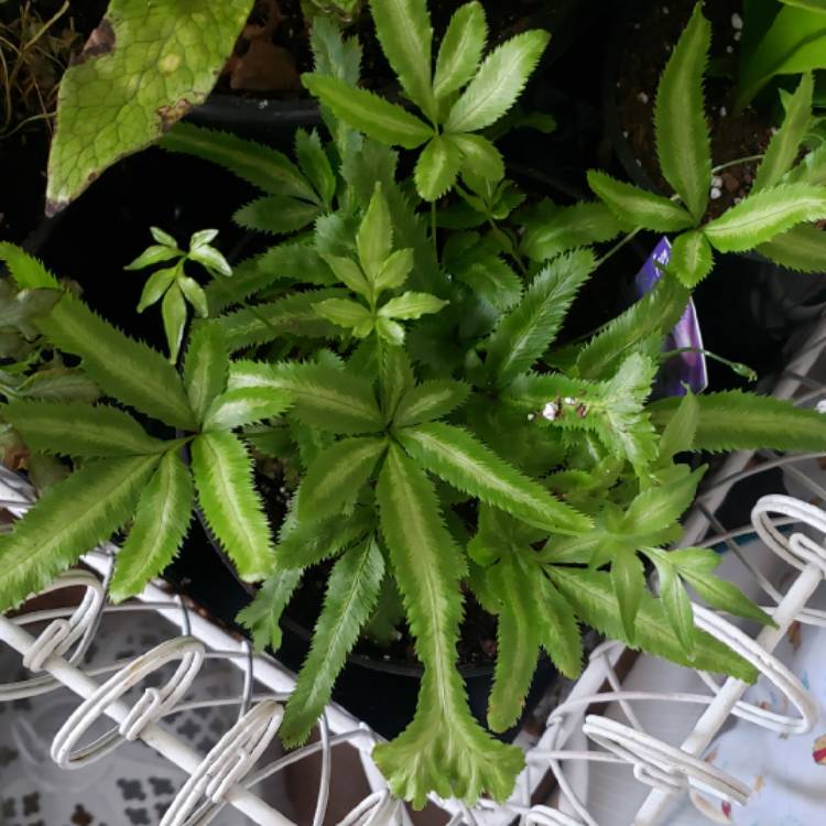 plant image 1436369