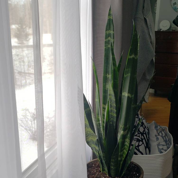 plant image 1437016