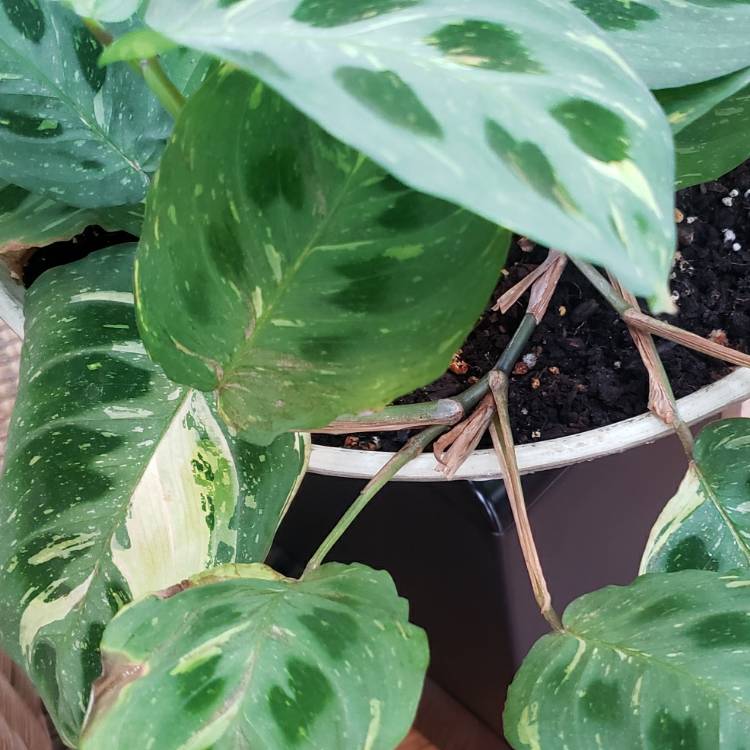 Plant image Maranta leuconeura 'Kerchoveana'