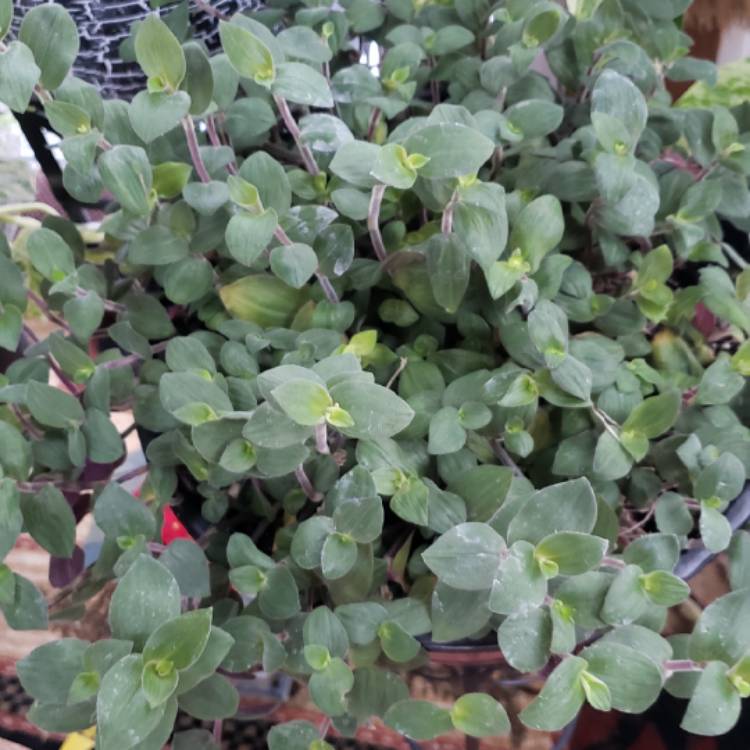 Plant image Tradescantia chrysophylla 'Baby Bunny Bellies'