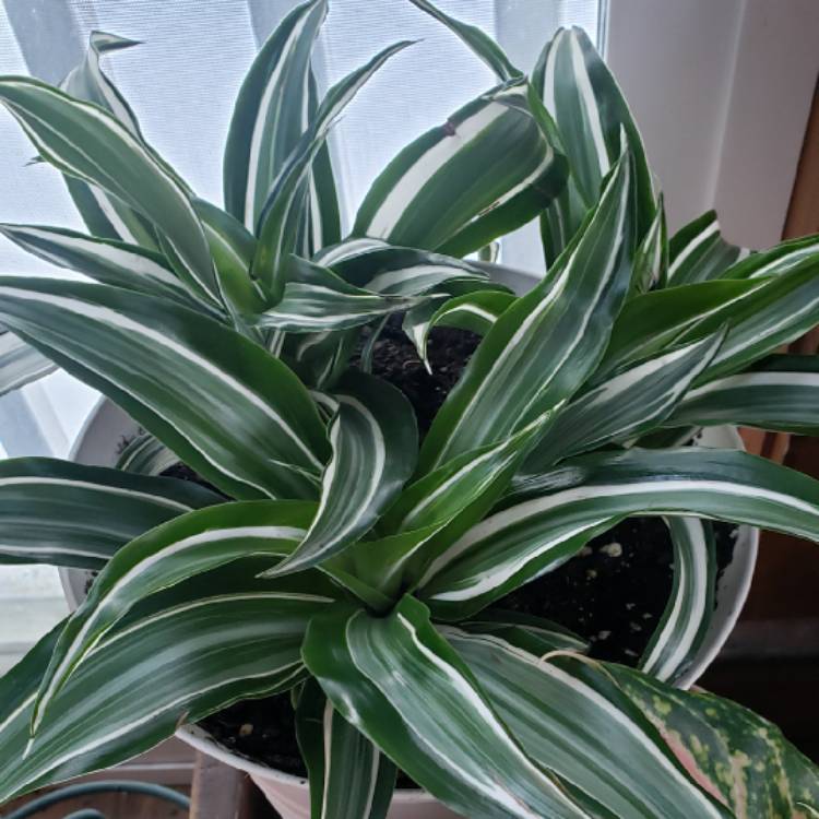 plant image 1442640 plant image 1442640