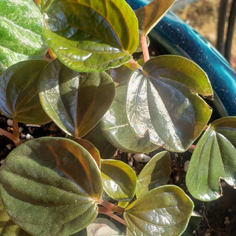 Plant image Peperomia 'Harmony's Great Pumpkin'