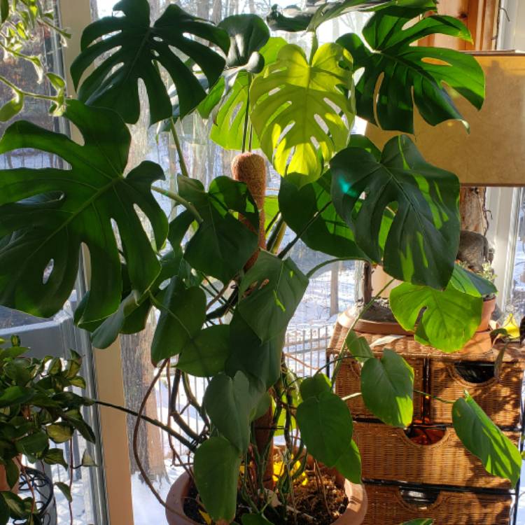 Plant image Monstera deliciosa 'Borsigiana'  syn. Monstera borsigiana