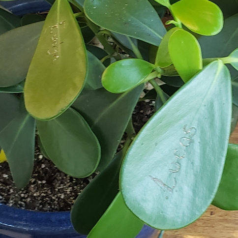 Plant image Clusia Rosea